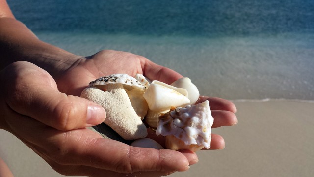 sea shells cape verde